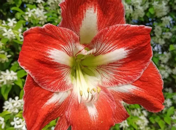 Amaryllis Feriehus Romito Magra