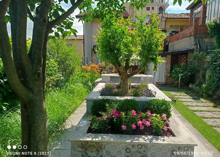 Amaryllis Romito Magra