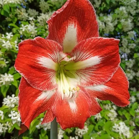 Amaryllis Dom wakacyjny Romito Magra